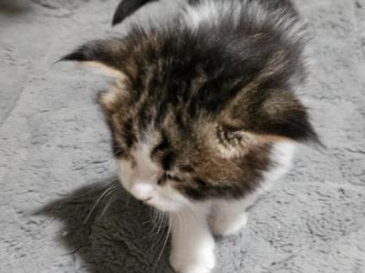 Dutchess's Litter - Maine Coon - Gallery Photo #1