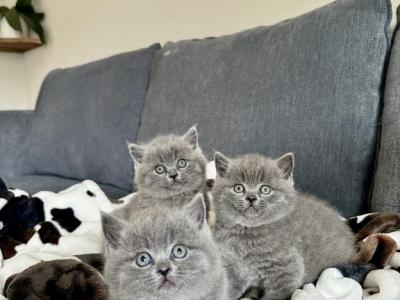 BSH Kittens Spring 26 - British Shorthair - Gallery Photo #1
