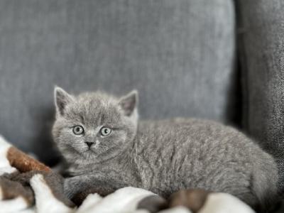 Ralph - British Shorthair - Gallery Photo #1