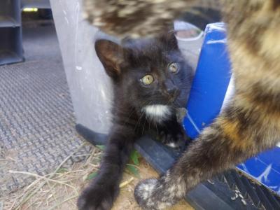 Black Kitty - Domestic - Gallery Photo #1