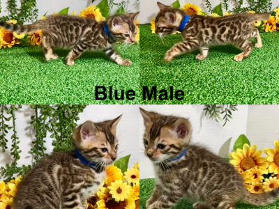 Blue Collar Marked Male - Bengal - Gallery Photo #1