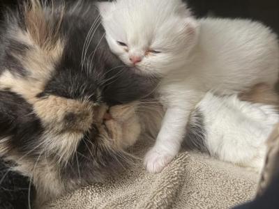 Persian Kittens - Persian - Gallery Photo #1