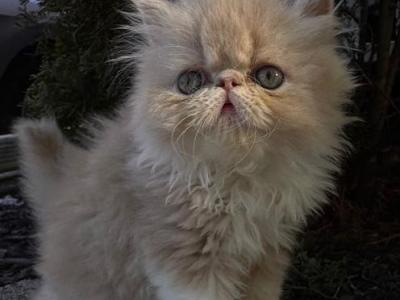 Cinnamon Roll - Persian - Gallery Photo #1