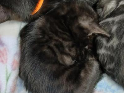 Melanistic Bengal - Bengal - Gallery Photo #1