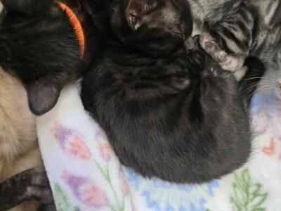 Melanistic Bengal - Bengal - Gallery Photo #1
