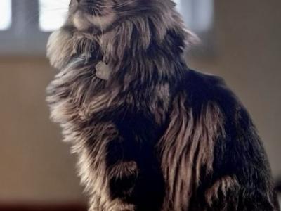 XL Brown Tabby Male Maine Coon Young Adult - Maine Coon - Gallery Photo #1