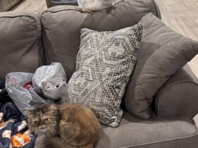 Lillibelle - Persian - Gallery Photo #1