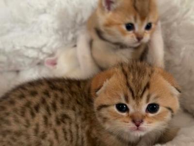 Scottish Fold Shorthair Gold Chinchilla - Scottish Fold - Gallery Photo #1