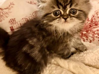Tuesday - Persian - Gallery Photo #1