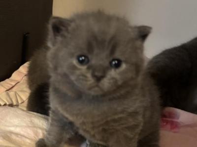 Sima - British Shorthair - Gallery Photo #1
