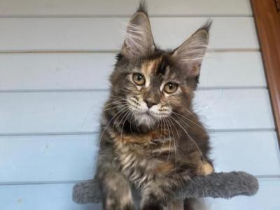 European Maine Coon Tortie Girl - Maine Coon - Gallery Photo #1