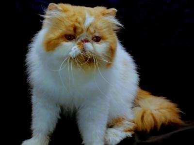 Nugget - Persian - Gallery Photo #1
