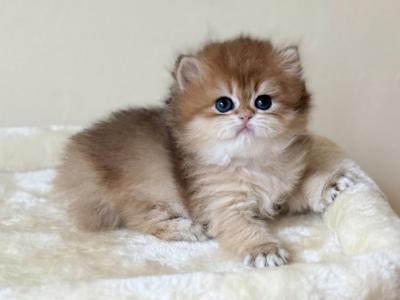 Irene - British Shorthair - Gallery Photo #1