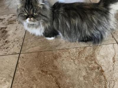 LITTLE MISS MOLLY - Munchkin - Gallery Photo #1