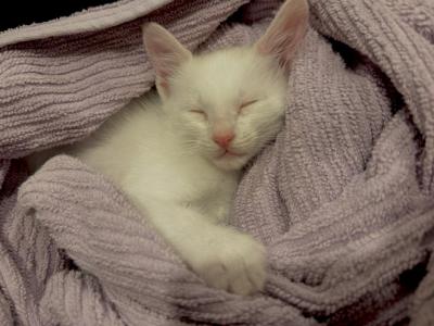 Coco - Domestic - Gallery Photo #1
