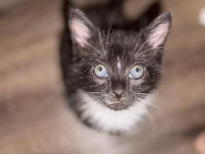 Abu - Domestic - Gallery Photo #1