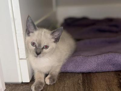 Habibi - Siamese - Gallery Photo #1