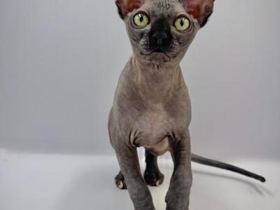 HareBear - Sphynx - Gallery Photo #1