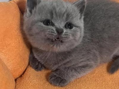Candy Blue British Shorthair - British Shorthair - Gallery Photo #1