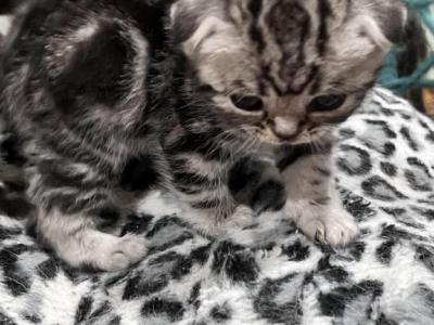 Molly Scottish Fold Girl - Scottish Fold - Gallery Photo #1