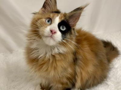 Marigold - Maine Coon - Gallery Photo #1