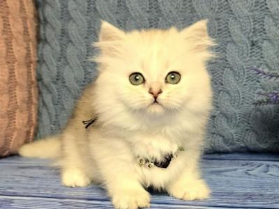 Taisia - Munchkin - Gallery Photo #1