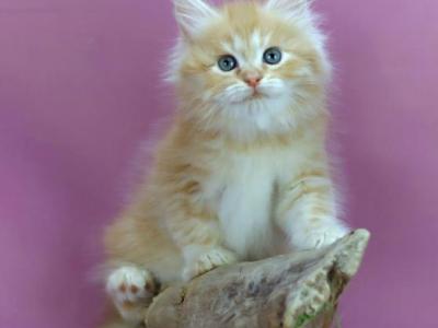 Eden - Siberian - Gallery Photo #1