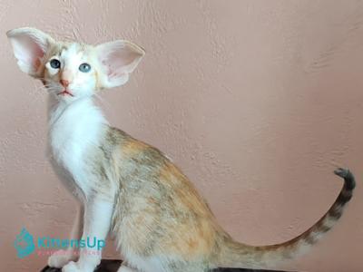 Paprika - Oriental - Gallery Photo #1