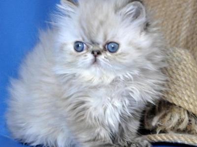 Yoko - Persian - Gallery Photo #1