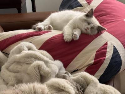 Coconut - Ragdoll - Gallery Photo #1