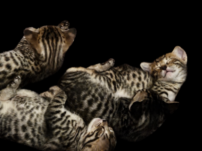 Savannahs - Savannah - Gallery Photo #1