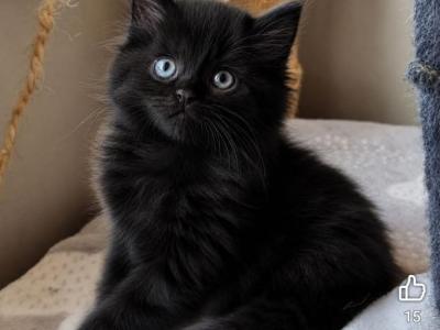 Frankie - Siberian - Gallery Photo #1