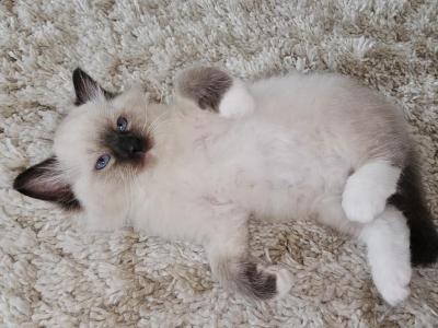 March - Ragdoll - Gallery Photo #1