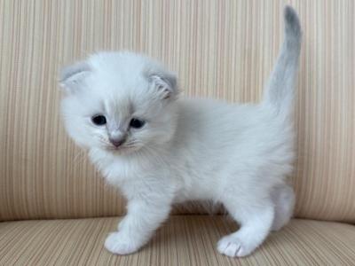 Scottish White Point Males - Scottish Fold - Gallery Photo #1