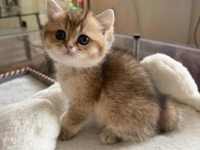 Tommy - British Shorthair - Gallery Photo #1