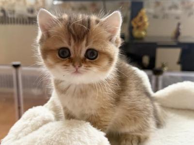 Lola - British Shorthair - Gallery Photo #1