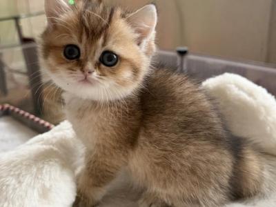 Tommy - British Shorthair - Gallery Photo #1