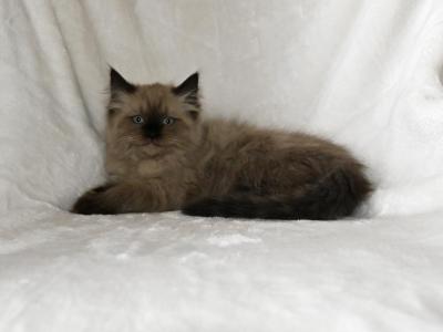 Midi's Litter - Ragdoll - Gallery Photo #1