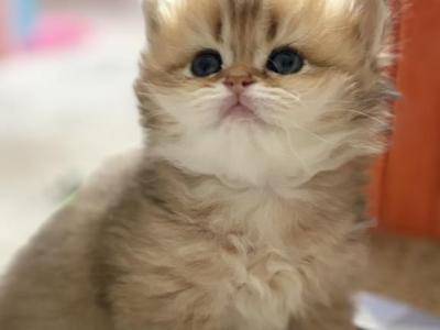 British Golden Chinchilla Longhair - British Shorthair - Gallery Photo #1