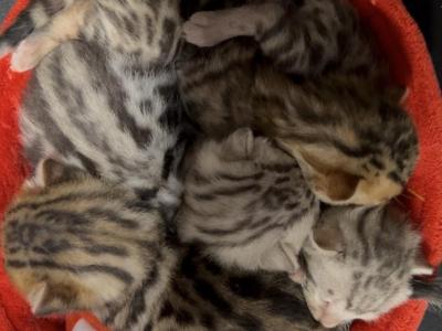Rosette Spotted Bengal Kittens - Bengal - Gallery Photo #1