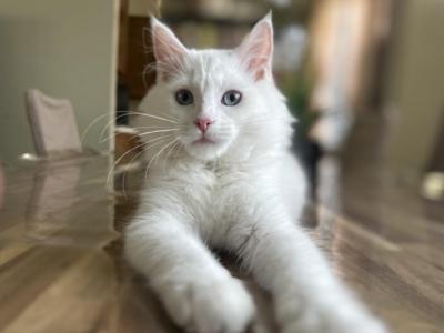 Pearl - Maine Coon - Gallery Photo #1