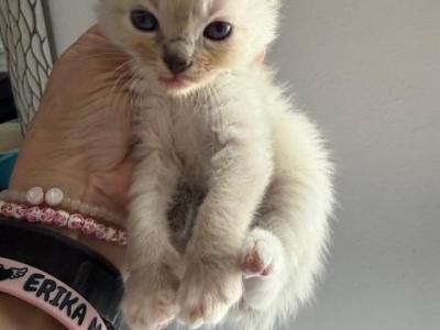 BABY GIRL - Ragdoll - Gallery Photo #1