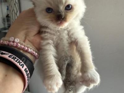 2ND BORN - Ragdoll - Gallery Photo #1