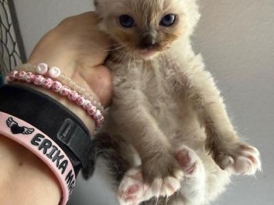 FIRST BORN - Ragdoll - Gallery Photo #1