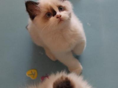 Seal Bicolor - Ragdoll - Gallery Photo #1