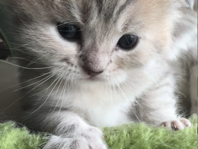 Graoooi - Scottish Fold - Gallery Photo #1
