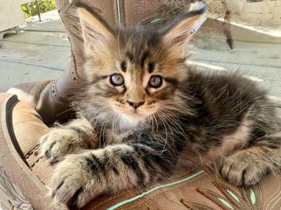 Honey - Maine Coon - Gallery Photo #1