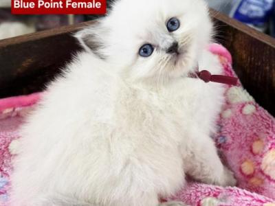 Ismay - Ragdoll - Gallery Photo #1