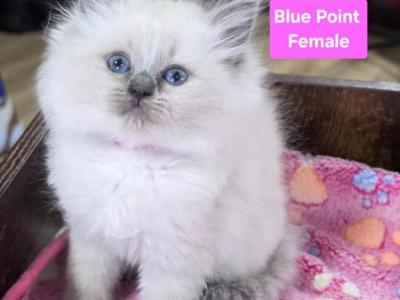 Harmony - Ragdoll - Gallery Photo #1