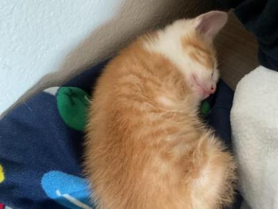 Muffin - Domestic - Gallery Photo #1